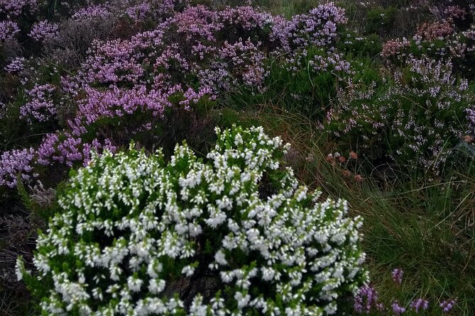 Bog Safari Hike - Why a Donegal bog is worth your time