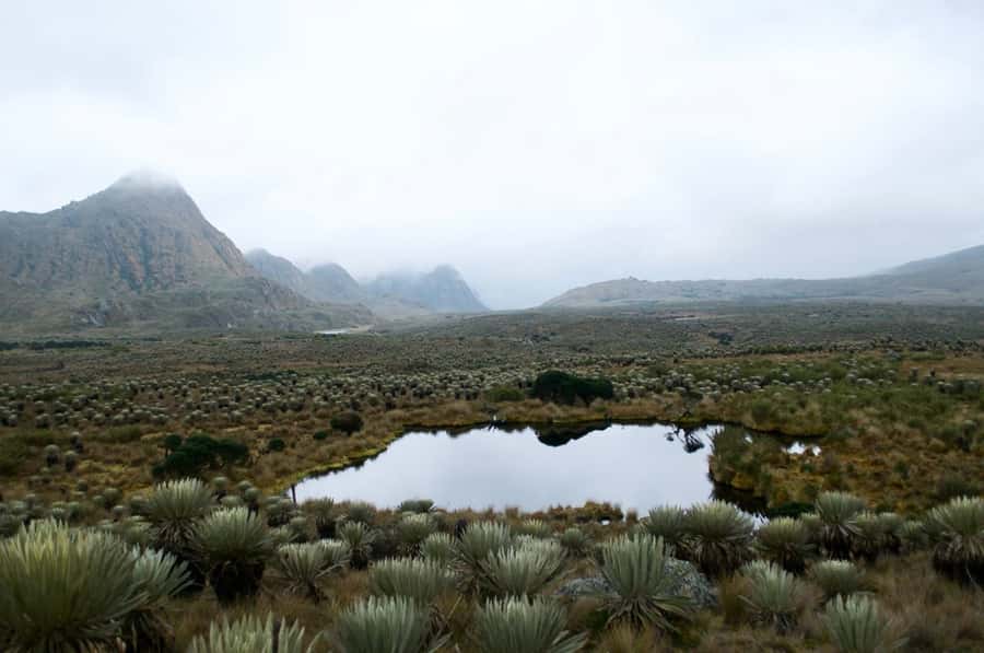 Bogotá: Sumapaz National Park Hike Tour - Walking through the largest Andean páramo