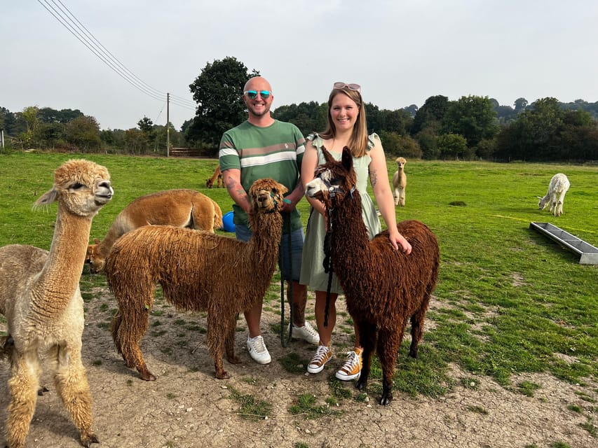 Brackenfield: Alpaca Trek - Should you book Brackenfield Alpacas?