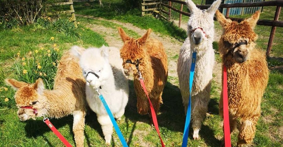 Brackenfield: Alpaca Trek - Meeting the alpacas at Brackenfield Farm