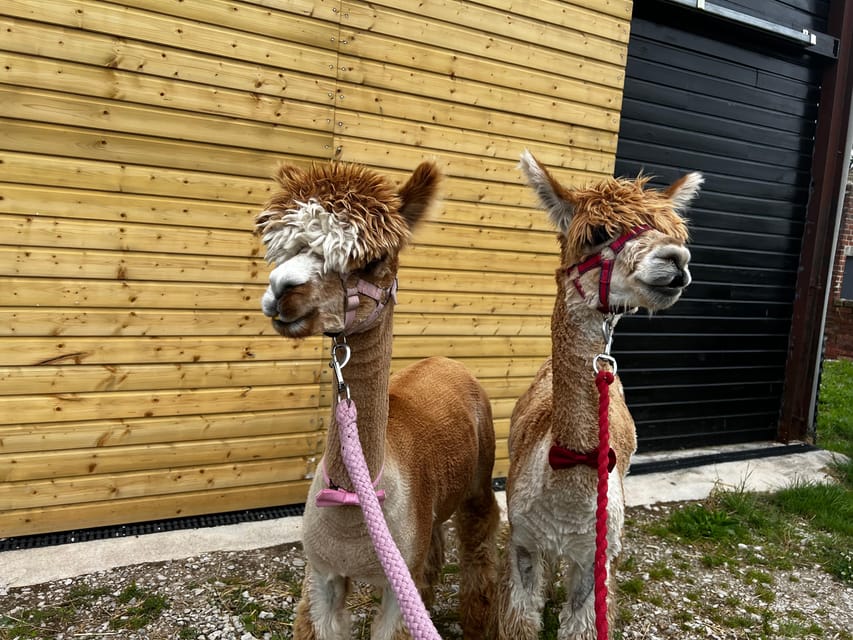 Brackenfield: Alpaca Trek - Feeding time in the paddock