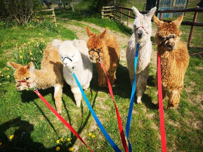Brackenfield: Alpaca Trek - Tea, shortbread, and the rustic barn