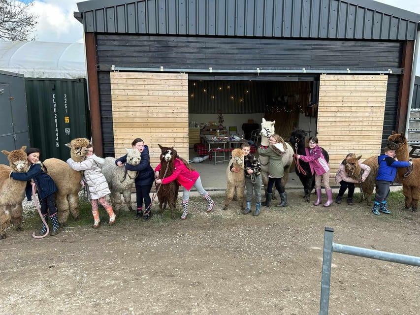 Brackenfield: Alpaca Trek - Who will enjoy this alpaca walk?