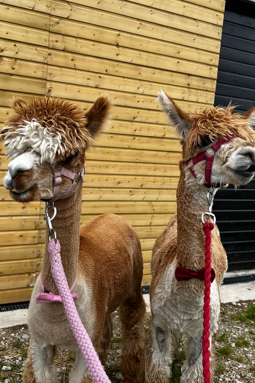Brackenfield: Alpaca Trek - The 90-minute route through Amber Valley