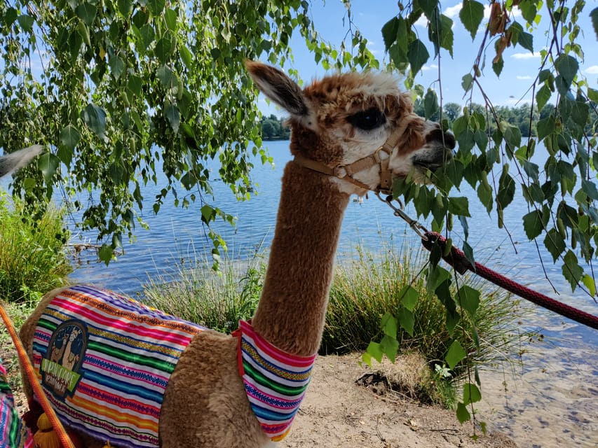 Braunschweig: Alpaca Trekking Tour - Learning how to handle an alpaca