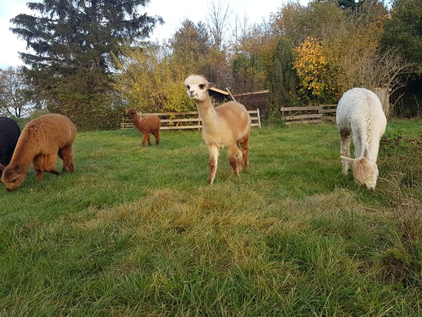 Braunschweig: Alpaca Trekking Tour - The viewpoint photo stop