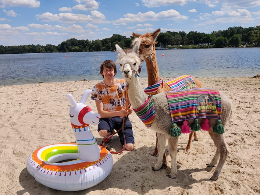 Braunschweig: Alpaca Trekking Tour - Returning to the stable for cuddles