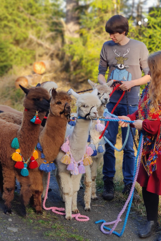 Braunschweig: Alpaca Trekking Tour - The Riddagshausen version with coffee and cake