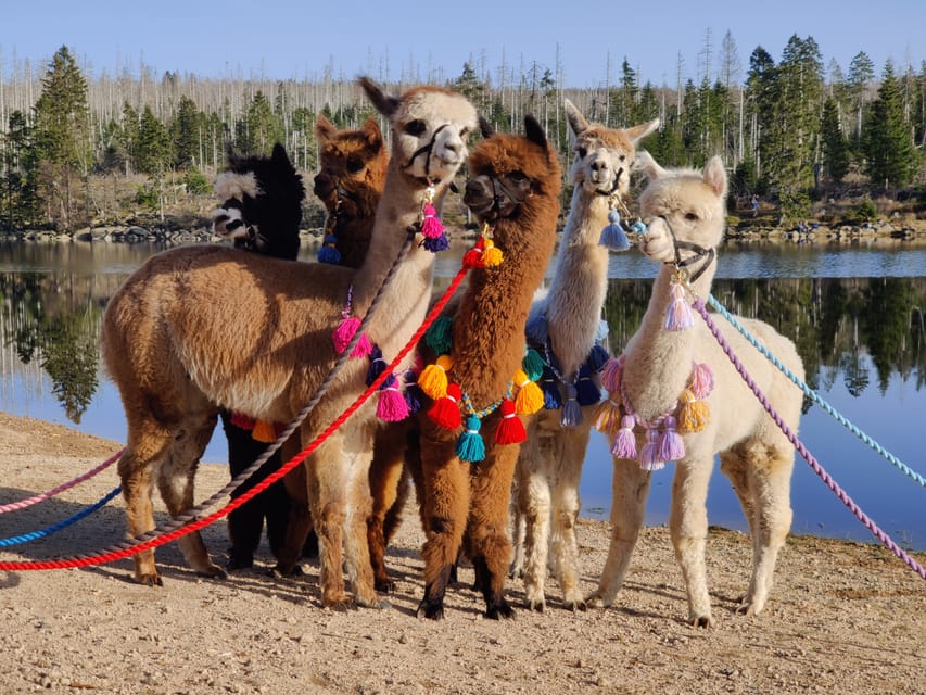 Braunschweig: Alpaca Trekking Tour - Language, access, and who should book