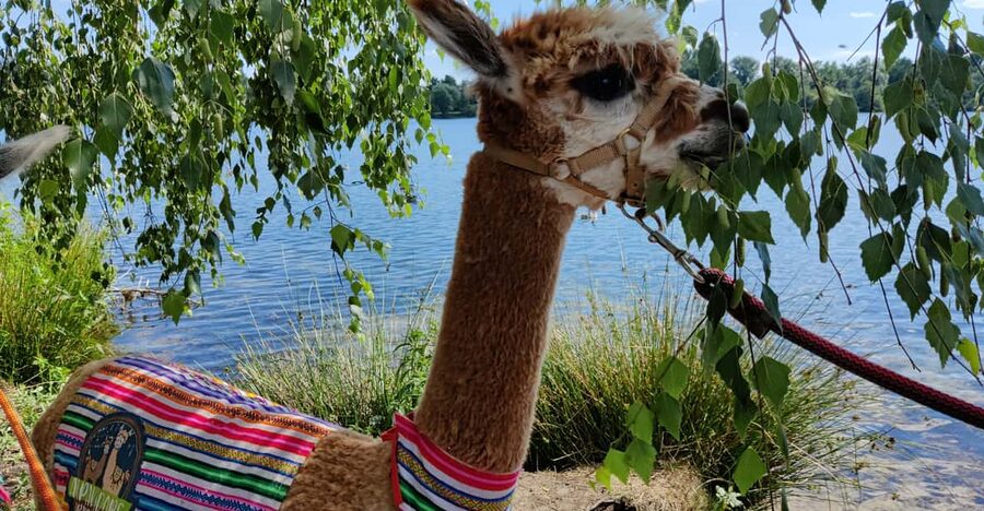 Braunschweig: Alpaca Trekking Tour - Should you book the Braunschweig alpaca trek?