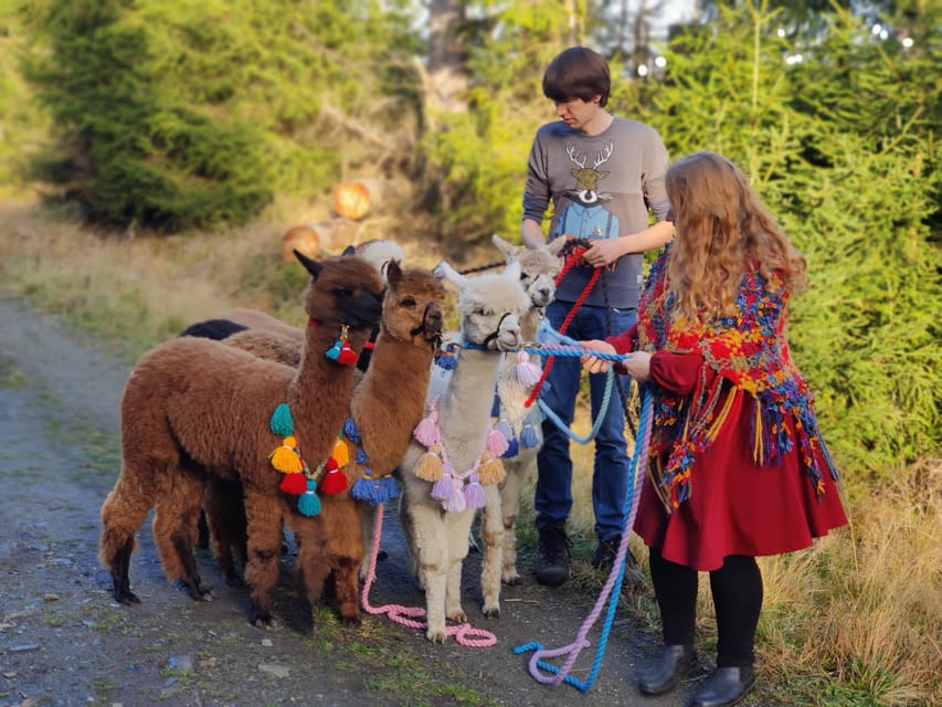 Braunschweig: Alpaca Trekking Tour - A 75-minute walk toward the Oker or Südsee