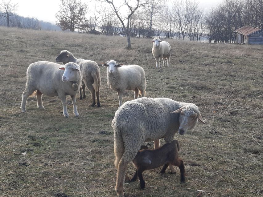 Budapest Hike to Visegrád Castle w or wo Sauna/Danube beach - Should You Book It?