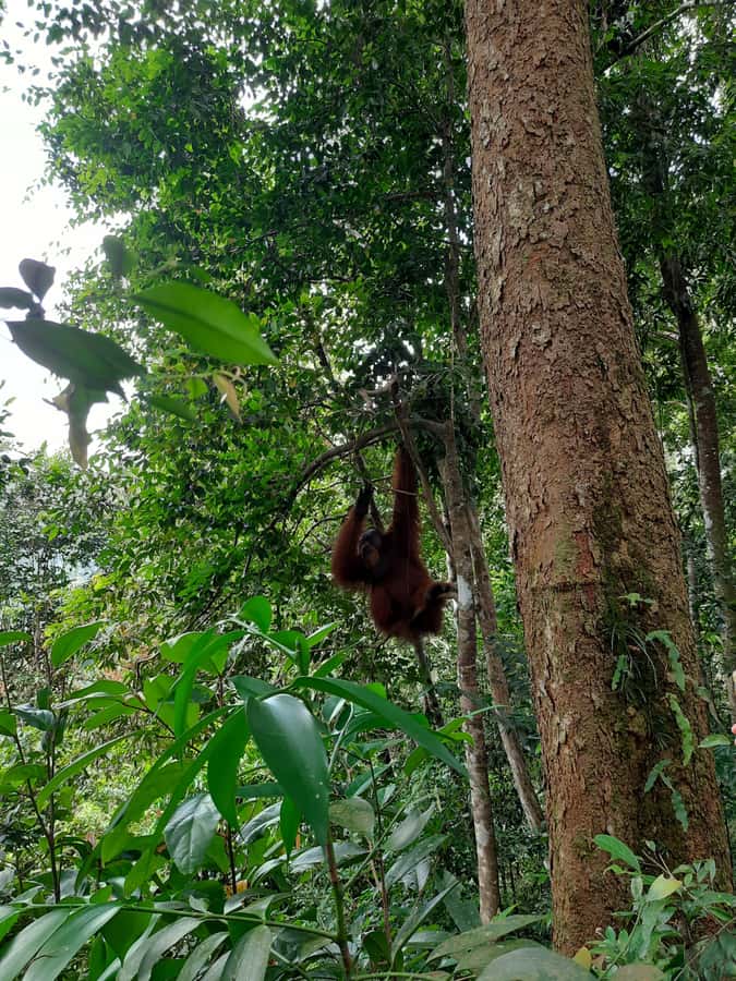 Bukit Lawang: Jungle Trekking and Rafting Day Trip - Lunch, local briefing, and the start of the trek