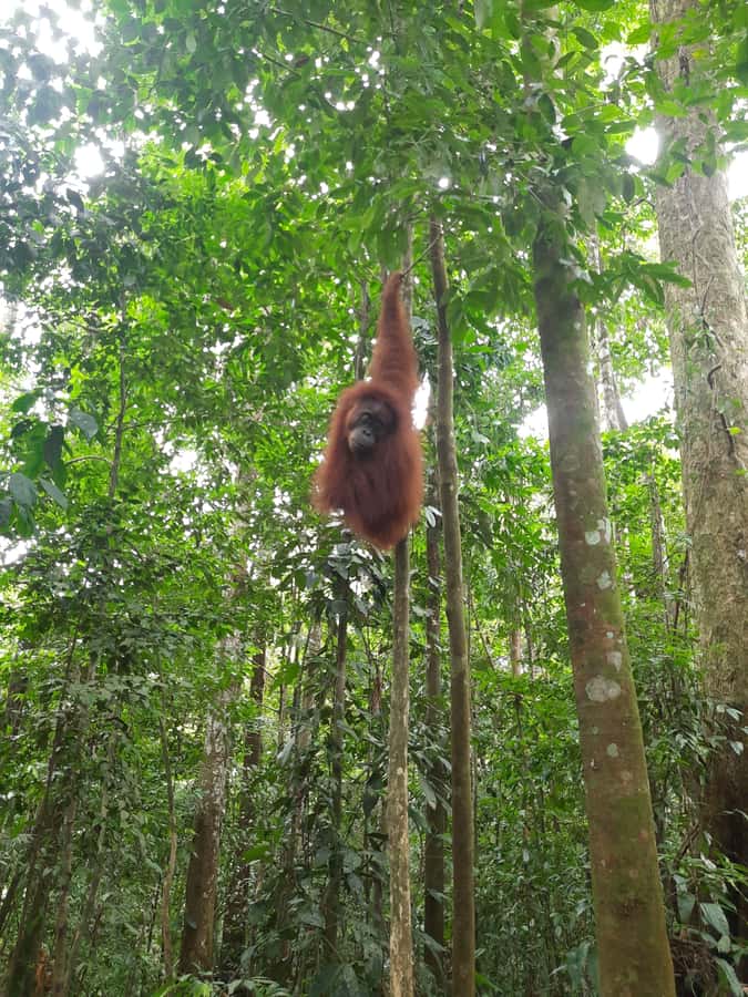 Bukit Lawang: Jungle Trekking and Rafting Day Trip - Orangutan sightings and responsible viewing