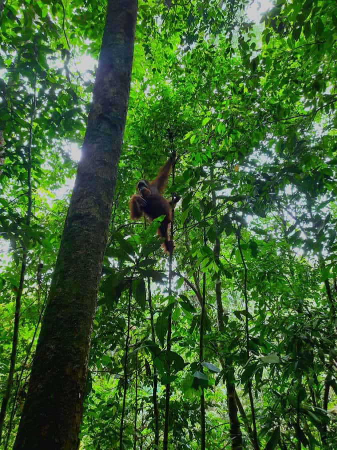 Bukit Lawang: Jungle Trekking and Rafting Day Trip - The Bahorok River raft is simple, wet, and fun