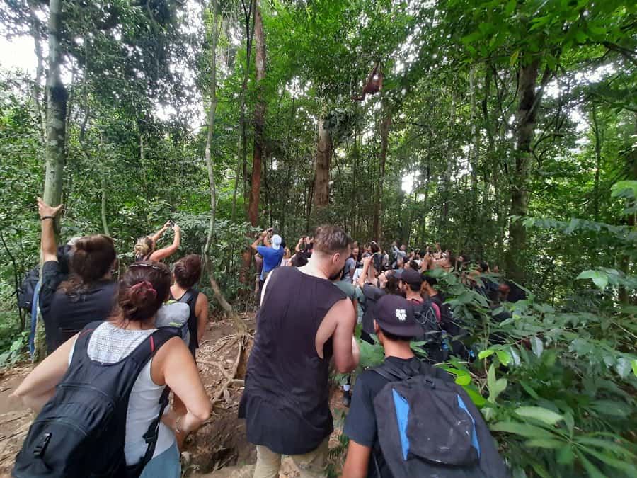 Bukit Lawang: Jungle Trekking and Rafting Day Trip - What to pack for heat, rain, and river crossings