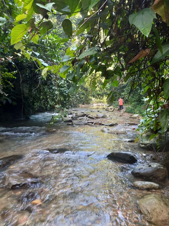 Bukit Lawang: Jungle Trekking and Rafting Day Trip - Who should book this Bukit Lawang day trip?