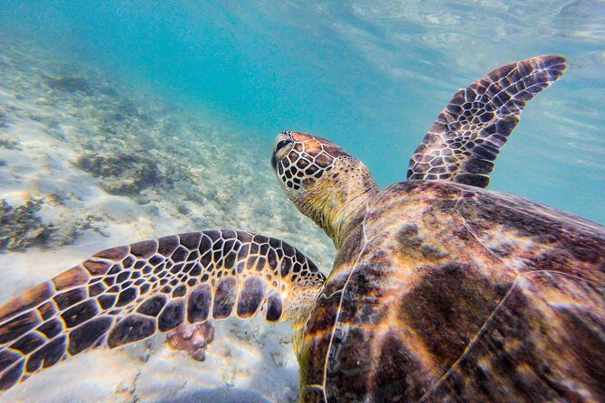 Cairns: Explore & Hike Dunk Island - Full Day Tour - The included BBQ lunch and what you still need