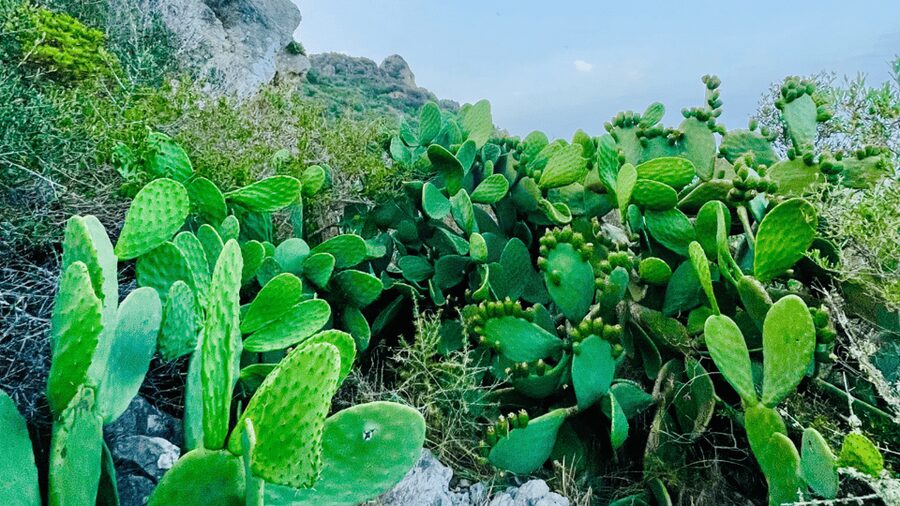 Cala Millor: "Cavemen", cave on a mountain,fun game and hike - Practical advice before you set out