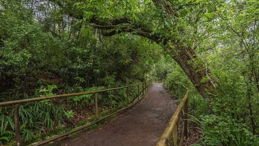 Caldeirão Verde: Levada Caldeirao Verde Hiking Transfer - The shared ride from Funchal and nearby towns