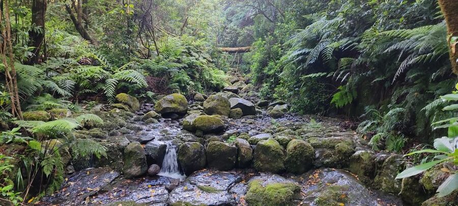 Caldeirão Verde: Levada Caldeirao Verde Hiking Transfer - Five hours for 13 kilometres