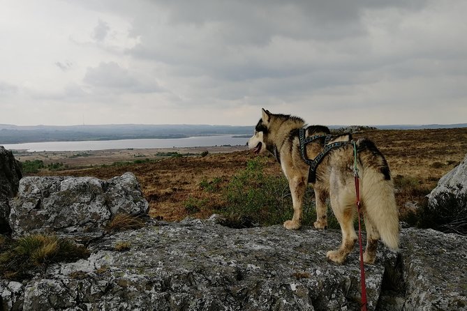 Cani Rando, fun and original hiking, pulled by huskies - Roc’h Cleguer and the route between the peaks