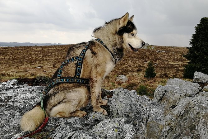 Cani Rando, fun and original hiking, pulled by huskies - Lake Brennilis from the Monts d’Arrée