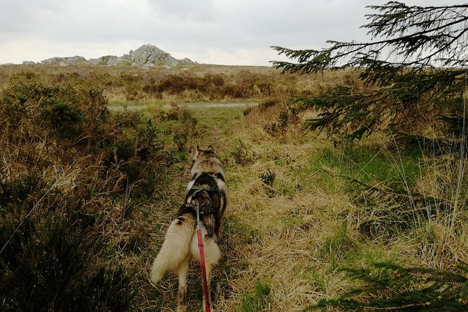 Cani Rando, fun and original hiking, pulled by huskies - Group size, pace, and family suitability