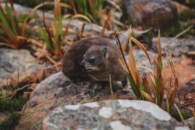 Cape Town: Magical Lion's Head Hike - Reaching the Lion’s Head summit