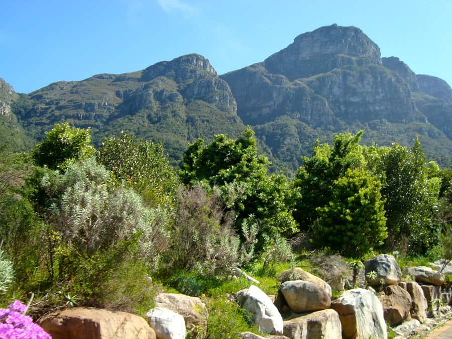 Cape Town: Skeleton Gorge and Kirstenbosch Gardens Hike - Skeleton Gorge, ladders, and waterfalls