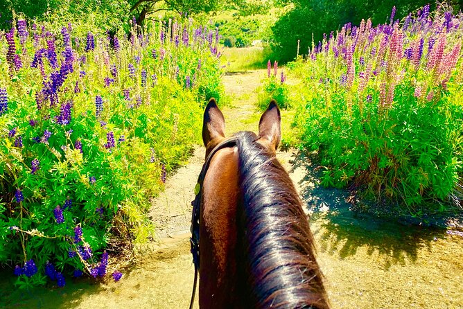 Cardrona High Country Pub Trail Horse Trek (Intermediate level+) - Crossing rivers and passing farm animals