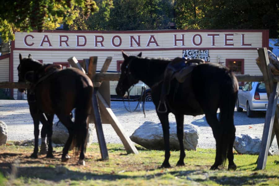 Cardrona Valley: Horse Trekking Experience - Key points at a glance