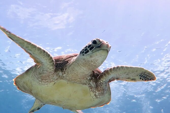 Cas Cay - Kayak Hike and Snorkel Adventure - Starting at Mangrove Lagoon Marina