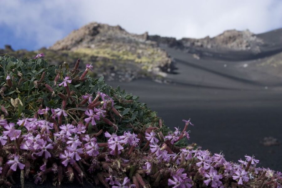 Catania: Etna Morning or Sunset Trek with Lava Tunnel & Gear - Booking, cancellation, and practical value