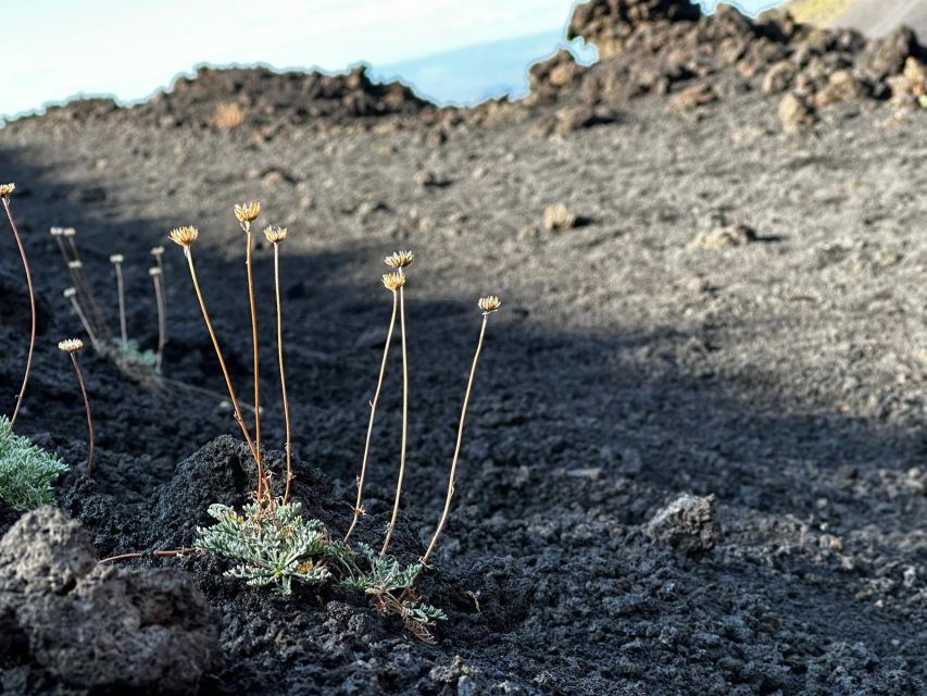 Catania: Etna Morning or Sunset Trek with Lava Tunnel & Gear - Walking across Etna’s black volcanic ground
