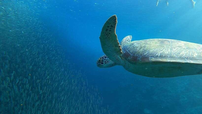 Cebu: Osmeña Peak hike and Sardines Run Snorkel adventure - What to bring for the mountain and sea