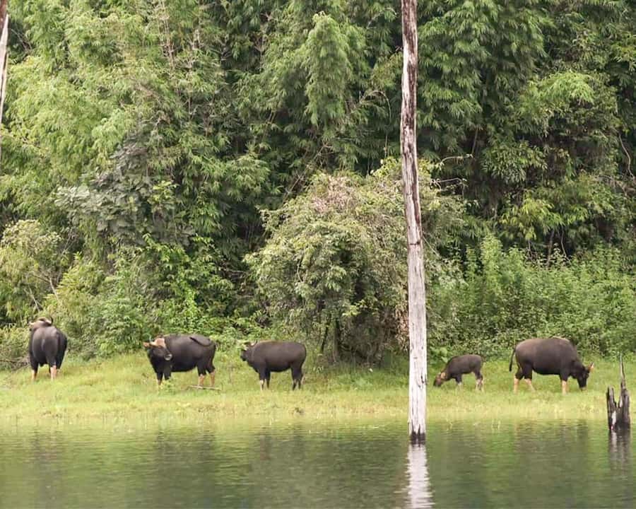 Cheow Larn Lake - Hiking - Cave Explore - Wildlife Safari - Wildlife from the return boat