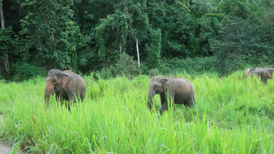 Chiang Mai: 2-Day Jungle Trek with Elephant Farm & Raft Ride - The waterfall walk and picnic lunch