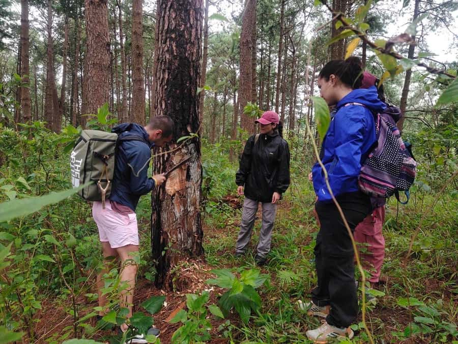 Chiang Mai: 2 Days, 1 Night Non-Tourist Trek - Elephant care before the forest walk