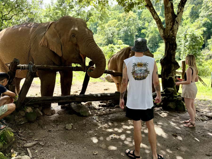 Chiang Mai Adventure: Trekking, Tubing & Waterfall Slide - Choose the waterfall slide or elephant observation
