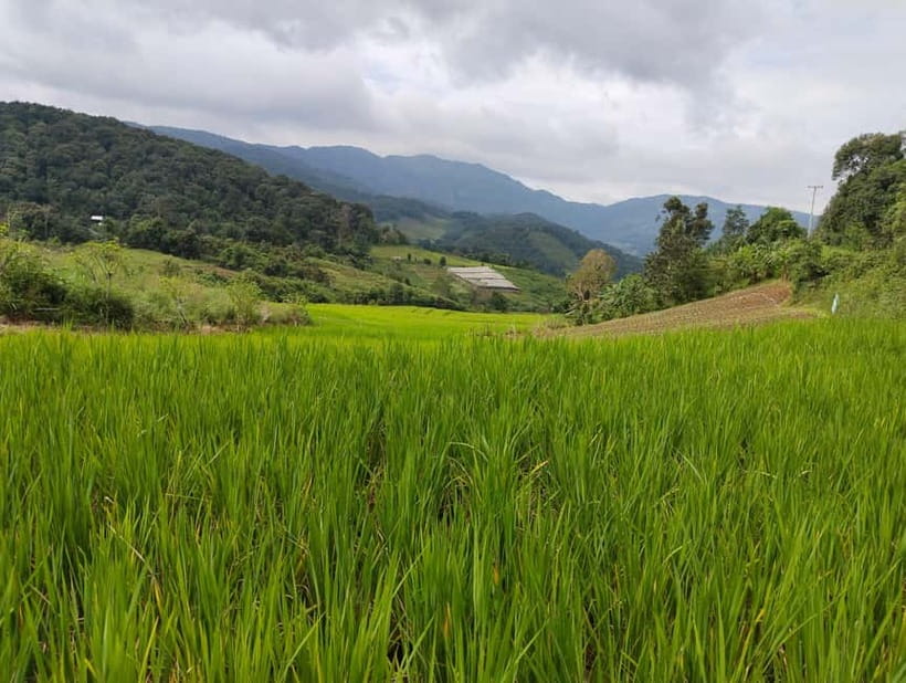 Chiang Mai Authentic Trekking - Starting from the school and entering the forest