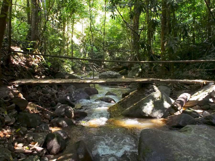 Chiang Mai: Chiang Dao Caves and Jungle Trek with Lunch - The 6-kilometer jungle trek and 21 river crossings