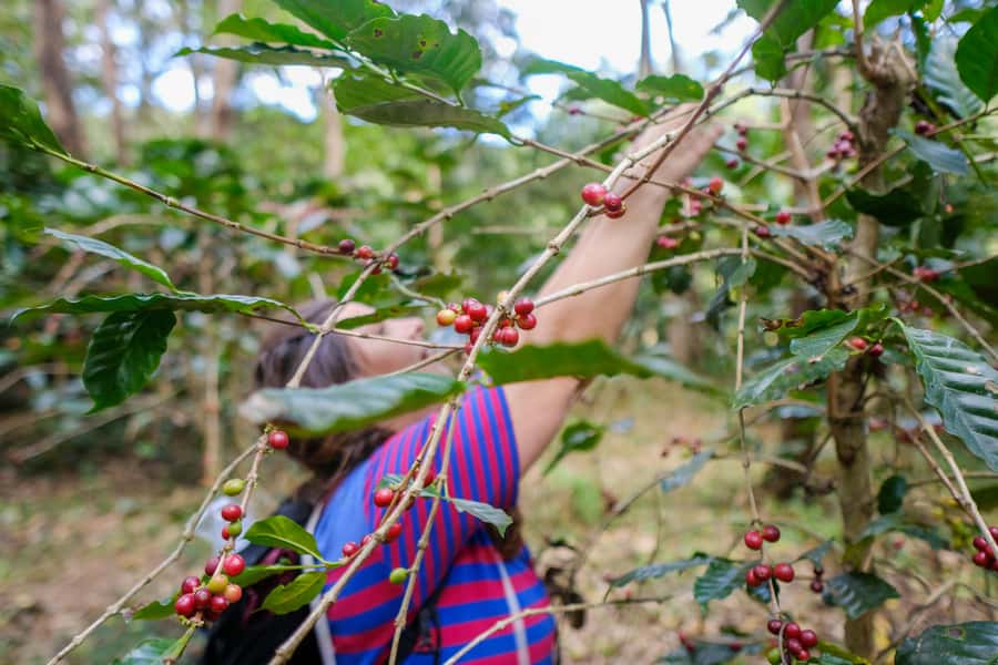 Chiang Mai Coffee Full Day Tour: Trek, Brew & Roast Journey. - A 50-minute walk to the coffee source