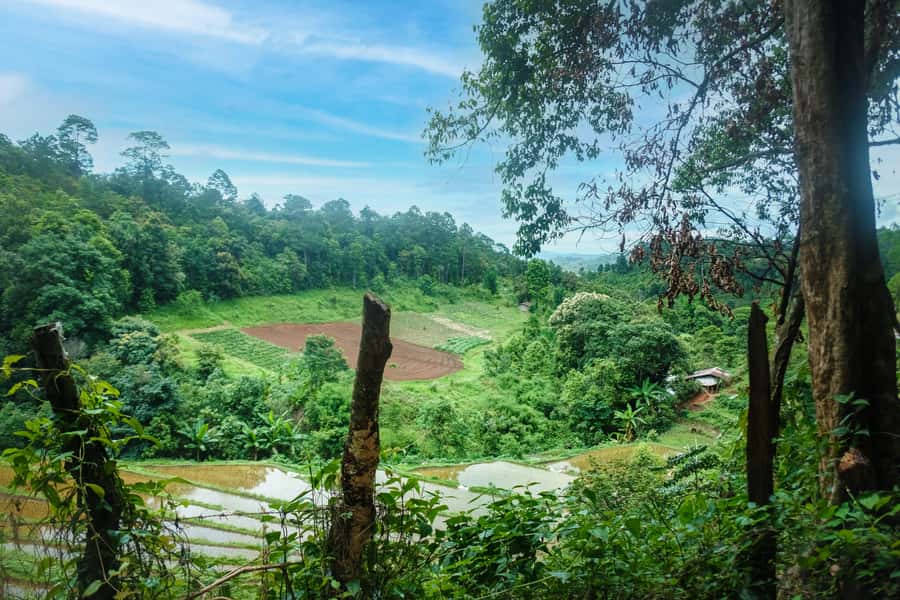 Chiang Mai Coffee Full Day Tour: Trek, Brew & Roast Journey. - Is $118 a fair price?