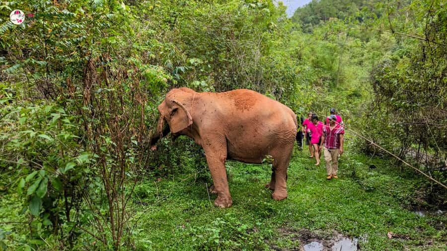 Chiang Mai: Doi Inthanon and Elephant Sanctuary Tour & Hike - Meeting the elephants at the sanctuary