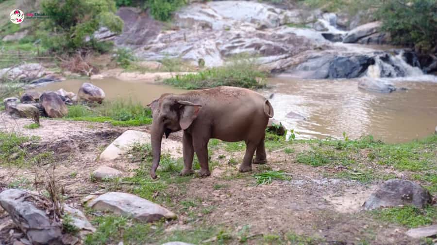 Chiang Mai: Doi Inthanon and Elephant Sanctuary Tour & Hike - Pha Dok Siew trail and the waterfall