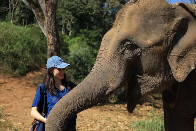 Chiang Mai: Doi Inthanon Hiking & Elephant Sanctuary Program - Why this Chiang Mai day works so well