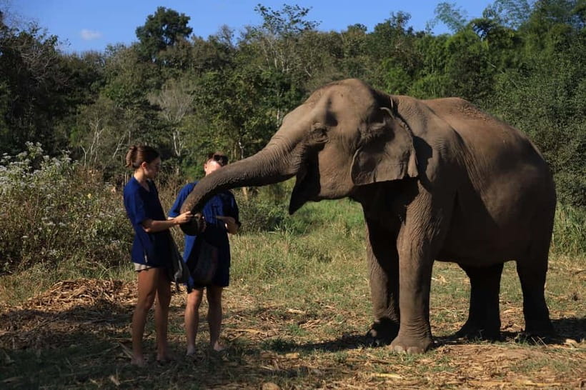 Chiang Mai: Doi Inthanon Hiking & Elephant Sanctuary Program - Pad Thai lunch and a practical break