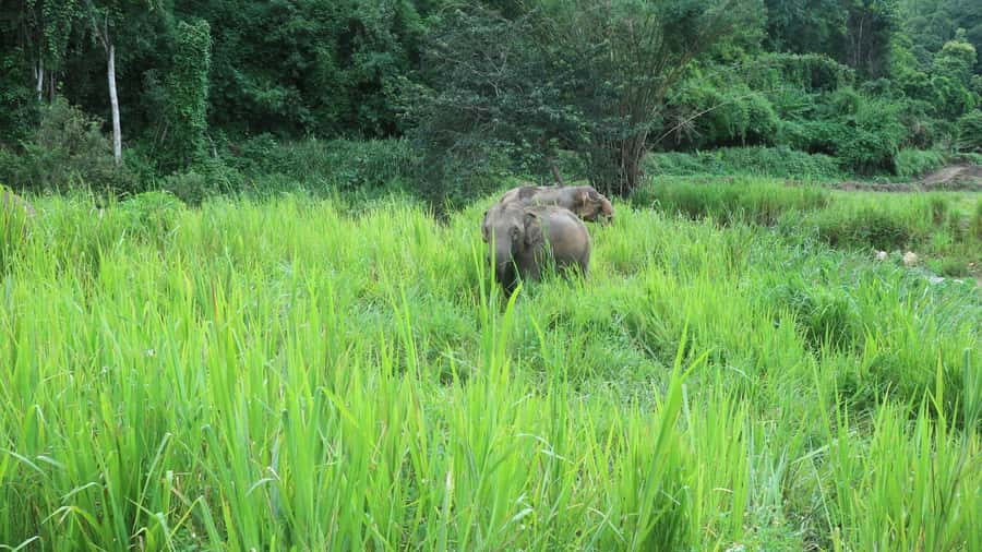 Chiang Mai: Doi Inthanon Park Hiking & Elephants Sanctuary - Key points to know before booking