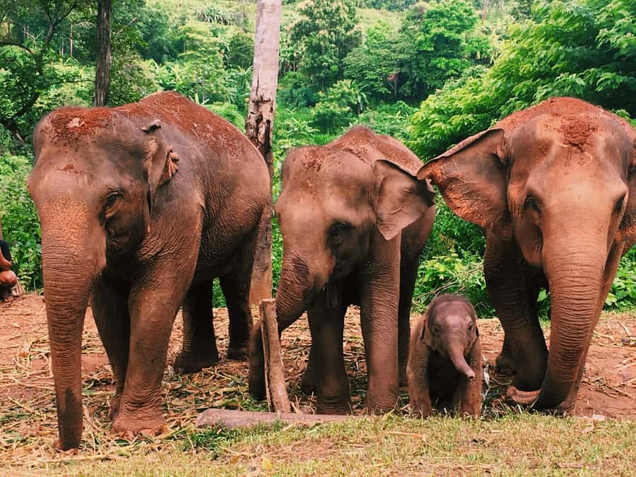 Chiang Mai: Doi Inthanon Park Hiking & Elephants Sanctuary - Coffee and Karen village life at Baan Mae Klang Luang